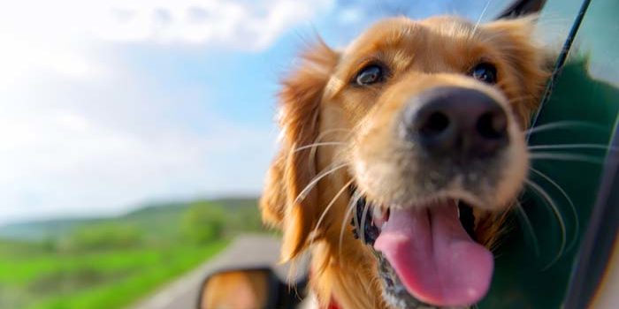 Best Cars for Dog Lovers