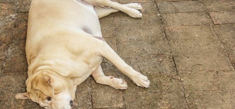 Does Your Dog Have Diabetes?