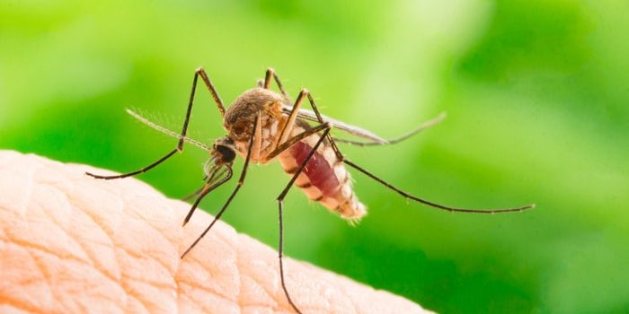 We Could Use Genetic Modification to Wipe Out Malaria: Should We?