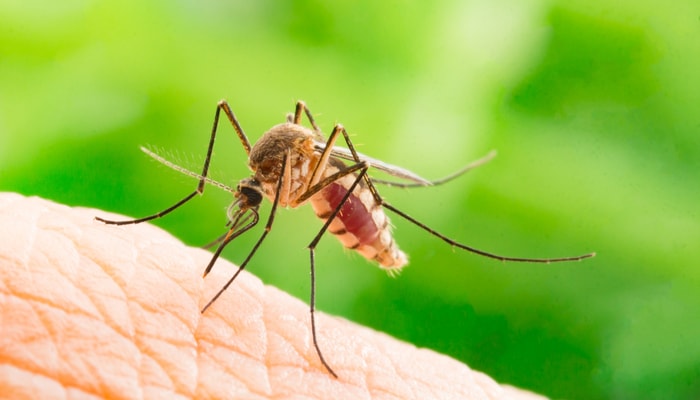We Could Use Genetic Modification to Wipe Out Malaria: Should We?