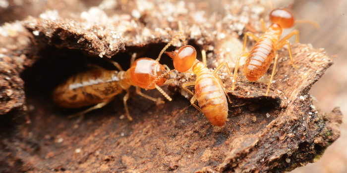 Know the Signs of Termites