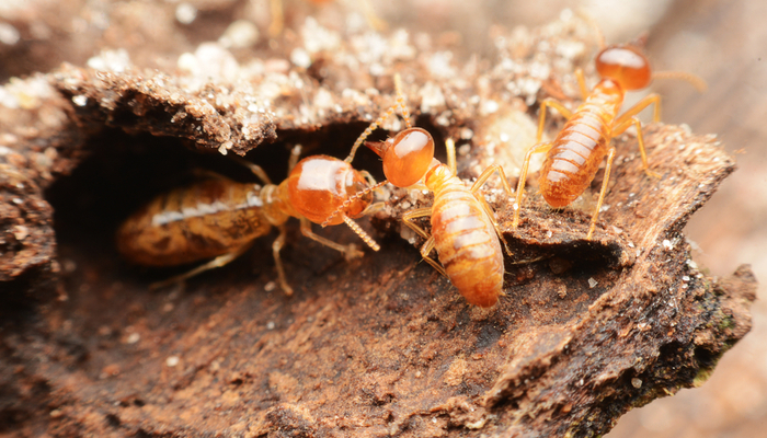 Know the Signs of Termites