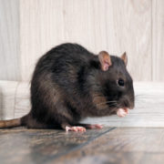 Pest Control: How to Manage Rodents