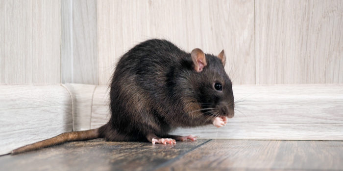 Pest Control: How to Manage Rodents