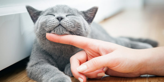 Managing Cat Allergies when You Own a Cat