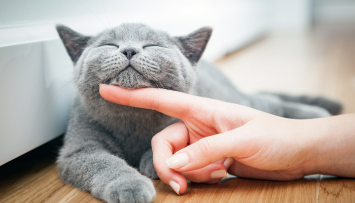 Managing Cat Allergies when You Own a Cat