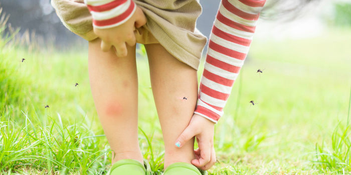 Buzz Off: Stopping Mosquitoes from Ruining Your Summer Fun