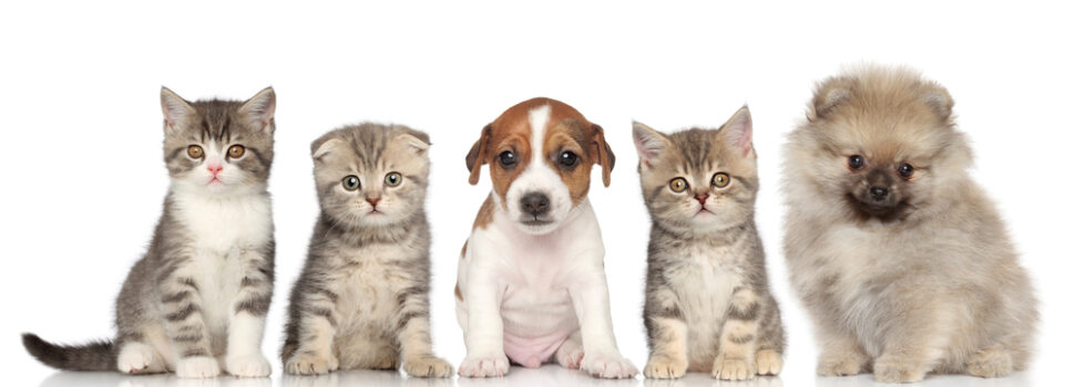 Review: Top 5 Pet Food Delivery Services-