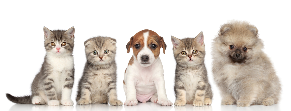 Review: Top 5 Pet Food Delivery Services-
