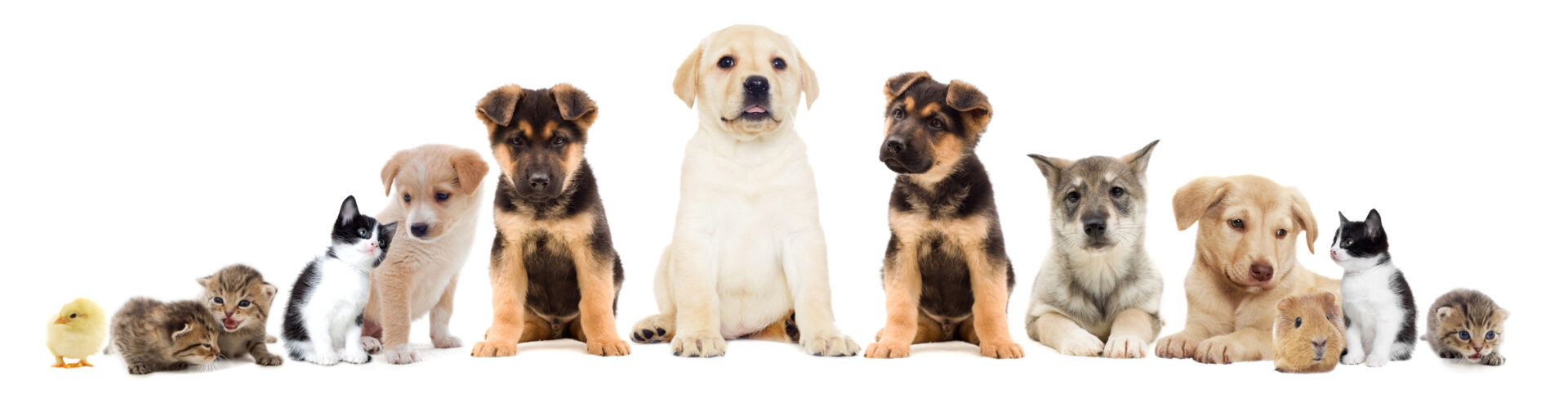 Review: Choose the Right Flea Medication for Your Dog